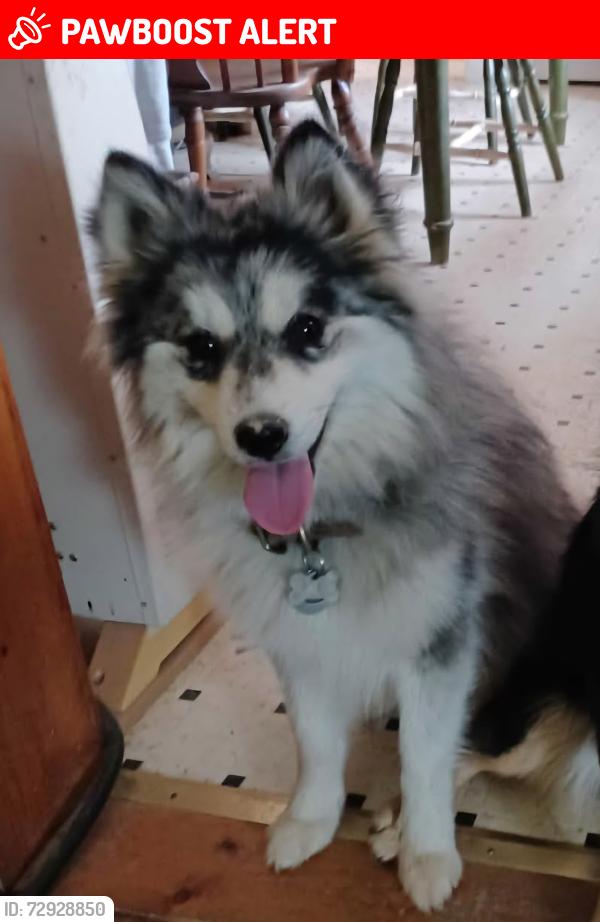Lost Male Dog last seen Rt#51, Three Run Road, Vivian Drive Inwood WV 25428, Berkeley County, WV 25413