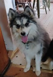 Lost Male Dog last seen Rt#51, Three Run Road, Vivian Drive Inwood WV 25428, Berkeley County, WV 25413