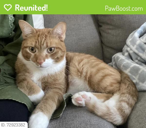 Reunited Male Cat last seen Baker Avenue and Plum Street, Schenectady, NY 12309
