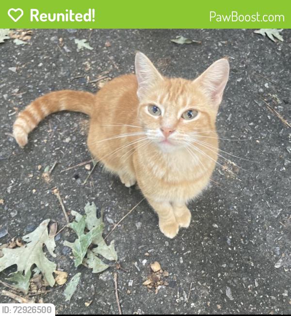 Reunited Female Cat last seen Smokerise subdivision, Auburn, GA 30011
