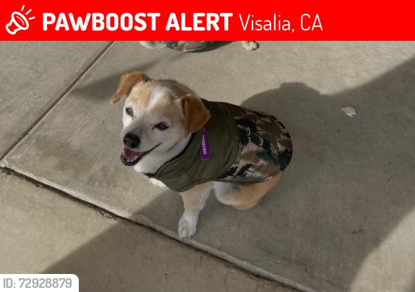 Lost Male Dog last seen Caldwell, Lovers Lane, Ben Maddox, Visalia, CA 93292
