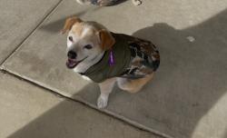 Lost Male Dog last seen Caldwell, Lovers Lane, Ben Maddox, Visalia, CA 93292