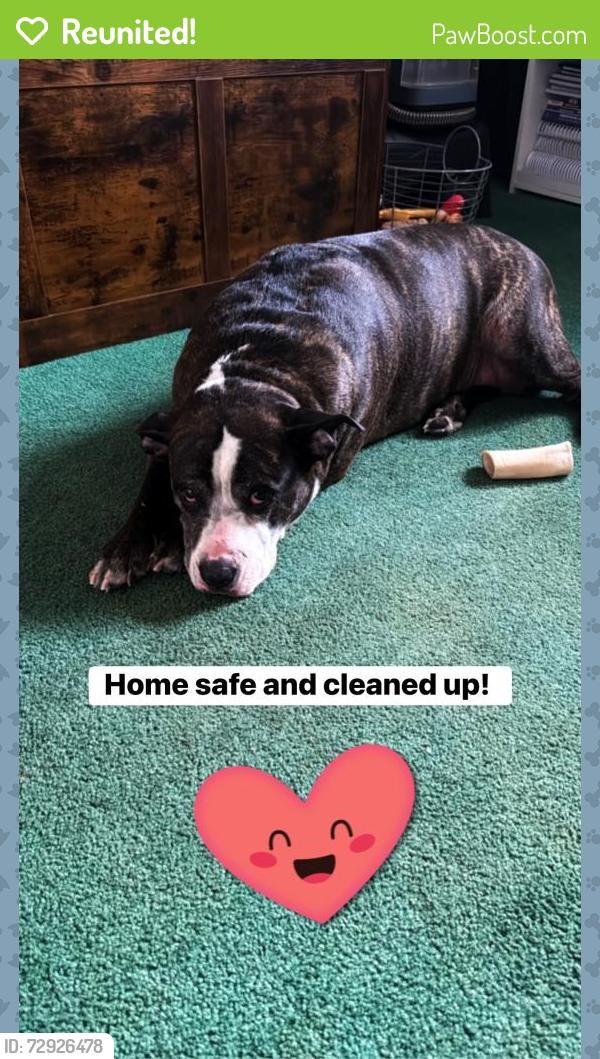 Reunited Female Dog last seen By monument park , Canton, OH 44702