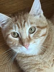 Reunited Male Cat last seen Grandview park , Des Moines, IA 50317