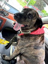 Reunited Male Dog last seen Between noble and whitcomb st but had been told he went towards tafe st, Merrillville, IN 46410