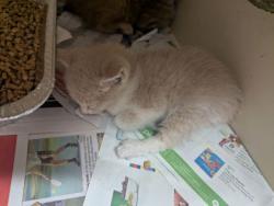 Shelter Stray Male Cat last seen Near Stone Mill Cove A, 30083, GA, Atlanta, GA 30341