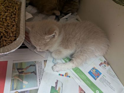 Shelter Stray Male Cat last seen Near Stone Mill Cove A, 30083, GA, Atlanta, GA 30341