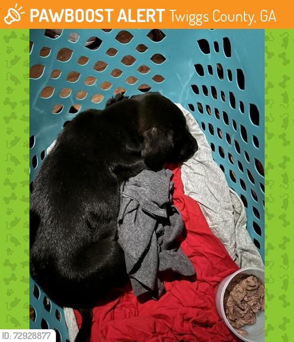 Found/Stray Male Dog last seen Kitchens and Henderson Road Macon Ga , Twiggs County, GA 31217