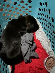 Found/Stray Male Dog last seen Kitchens and Henderson Road Macon Ga , Twiggs County, GA 31217
