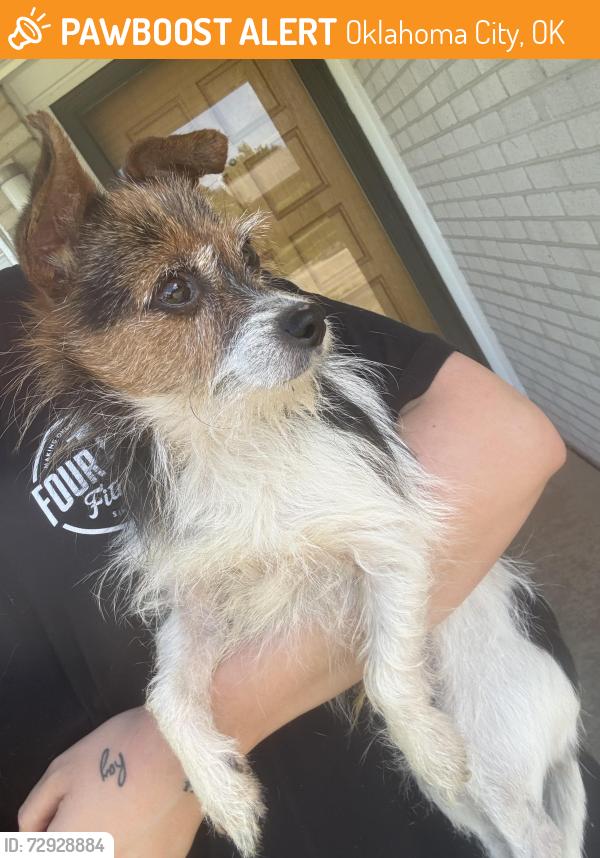 Found/Stray Male Dog last seen Pennsylvania , Oklahoma City, OK 73159