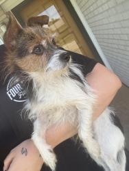 Found/Stray Male Dog last seen Pennsylvania , Oklahoma City, OK 73159
