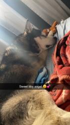 Reunited Male Dog last seen Mississippi ave and Lowell , Denver, CO 80219