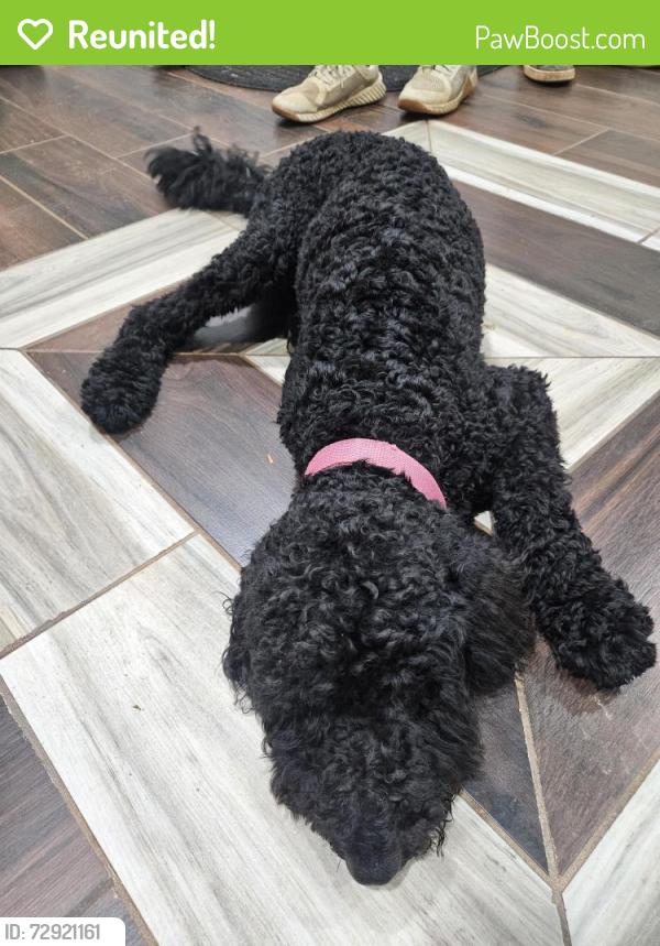 Reunited Female Dog last seen Near Rocky Ford Rd, Newton, NC 28658