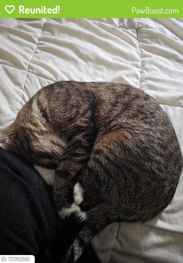 Reunited Male Cat last seen Cedar bridge ave & MLK , Lakewood, NJ 08701