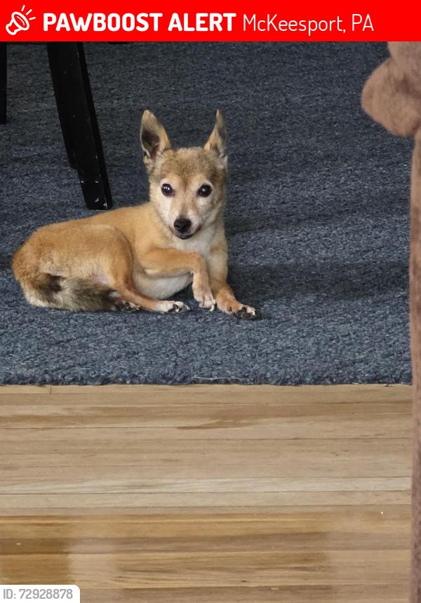 Lost Male Dog last seen Woodland and Banker Street , McKeesport, PA 15132