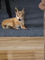 Lost Male Dog last seen Woodland and Banker Street , McKeesport, PA 15132