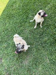 Reunited Male Dog last seen Near Pathfield Dr, Houston, TX 77084, USA, Houston, TX 77084