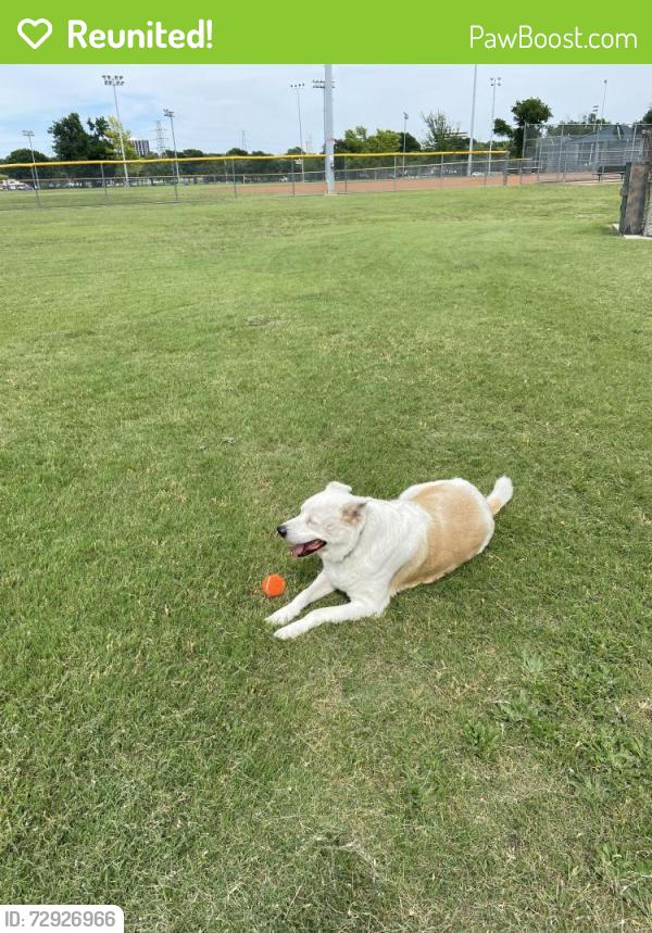 Reunited Male Dog last seen Beltline and Coit, Dallas, TX 75254