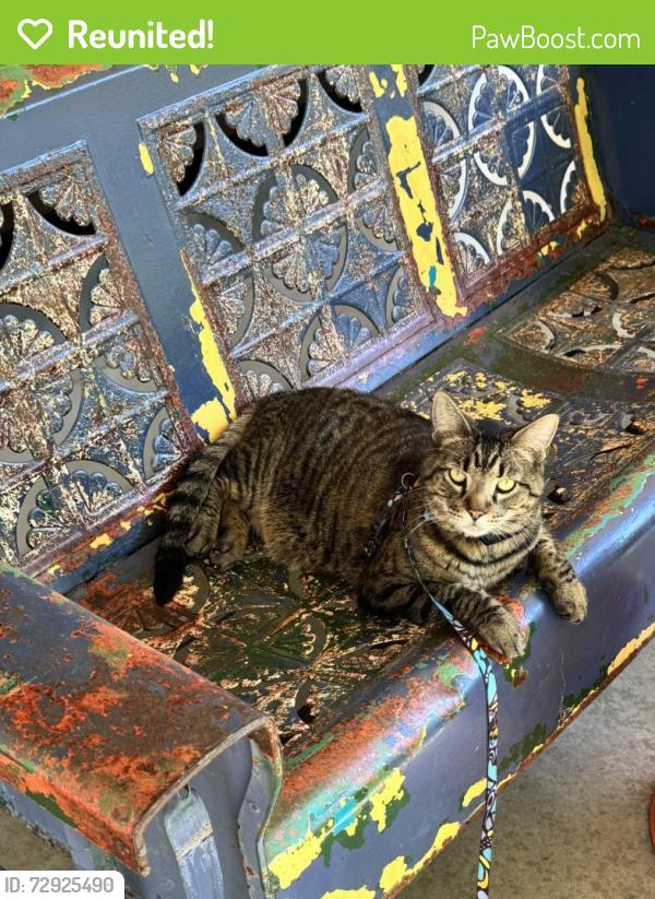 Reunited Male Cat last seen Near Milton Ave and Hermonie, Walnut Creek, CA 94596