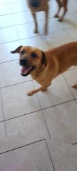 Found/Stray Male Dog last seen Douglas Byrd hs, Fayetteville, NC 28304