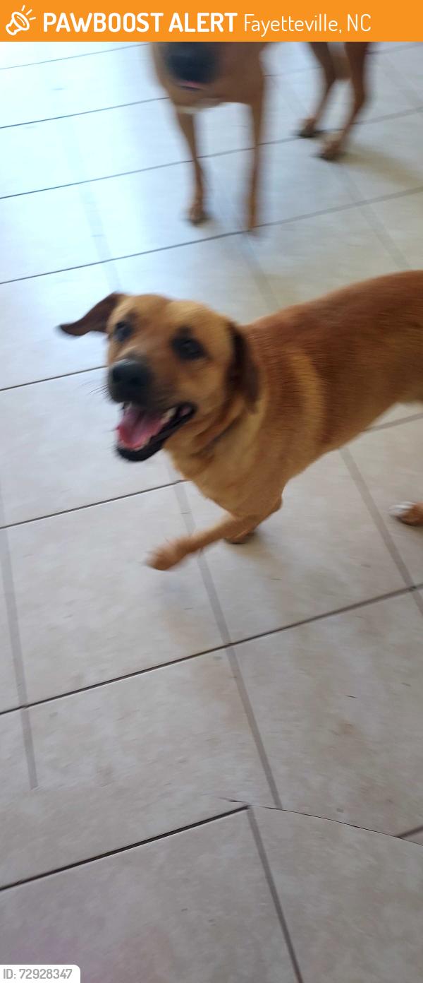 Found/Stray Male Dog last seen Douglas Byrd hs, Fayetteville, NC 28304