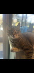 Reunited Male Cat last seen Avery Place & Avery Lane, The Colony, TX 75056