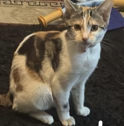 Reunited Female Cat last seen Abbey green , Nuneaton, England 