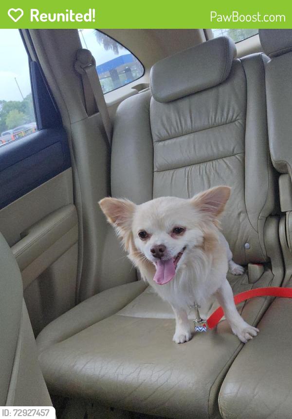 Reunited Male Dog last seen Brophy blvd and lake view, Cocoa, FL 32926