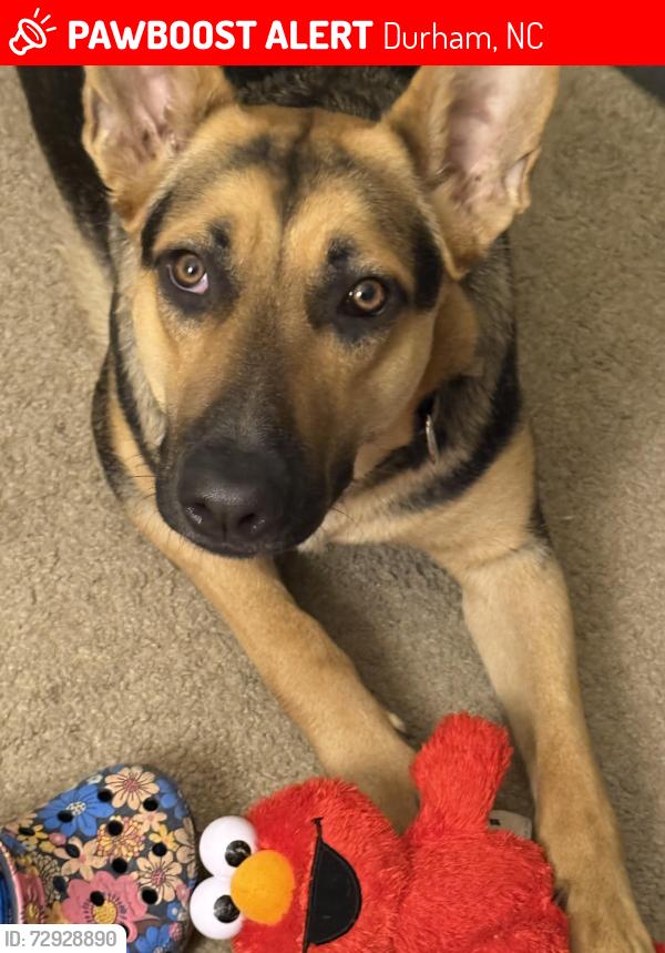 Lost Female Dog last seen Cedar trace apmts, Durham, NC 27703
