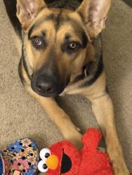 Lost Female Dog last seen Cedar trace apmts, Durham, NC 27703