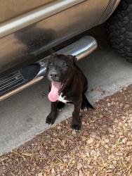 Found/Stray Male Dog last seen Rainbow & Tropical Pkwy, Las Vegas, NV 89130