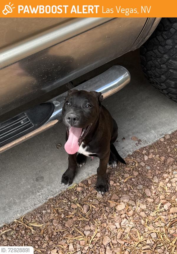 Found/Stray Male Dog last seen Rainbow & Tropical Pkwy, Las Vegas, NV 89130