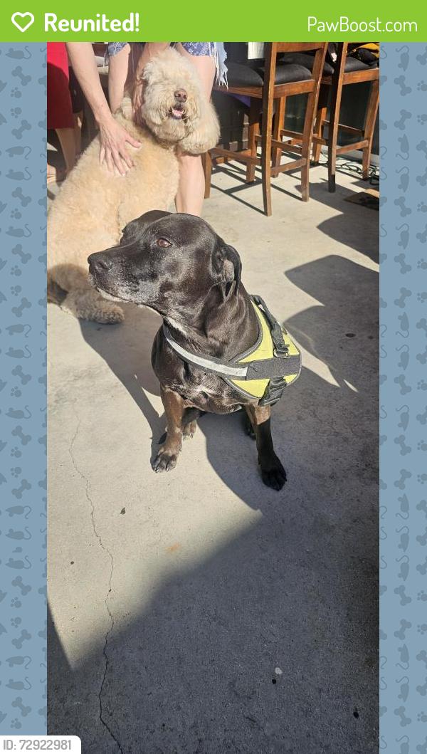 Reunited Female Dog last seen Sunkist and Ball, Anaheim, CA 92806