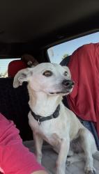 Lost Male Dog last seen 43rd Dr and Foothills Blvd, Fortuna Foothills, AZ 85367
