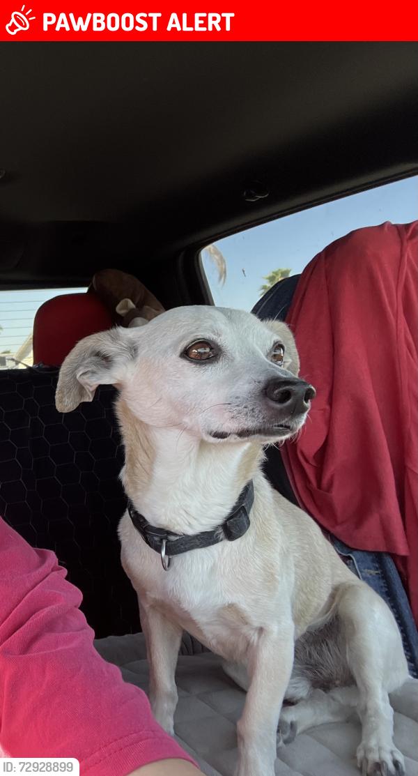 Lost Male Dog last seen 43rd Dr and Foothills Blvd, Fortuna Foothills, AZ 85367