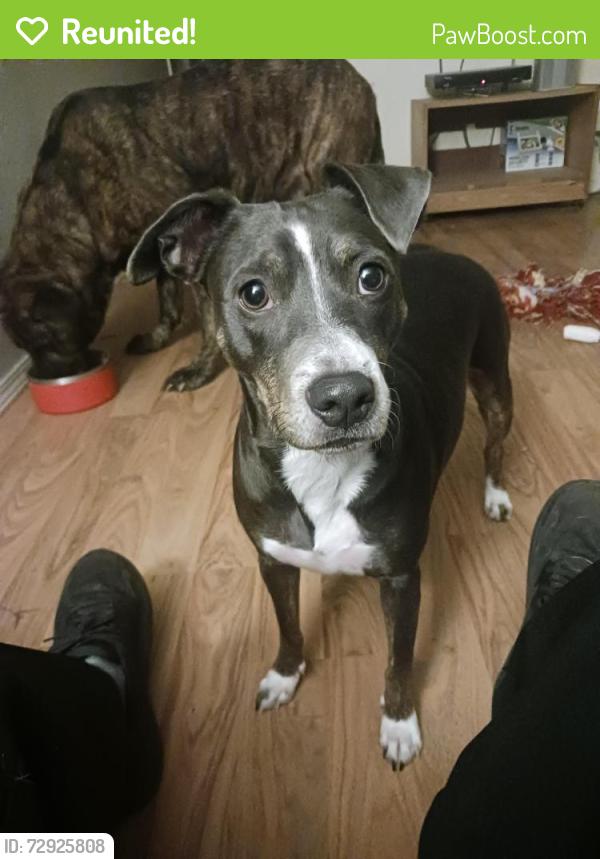 Reunited Female Dog last seen 1st Avenue and Redpath, Kelso, WA 98626