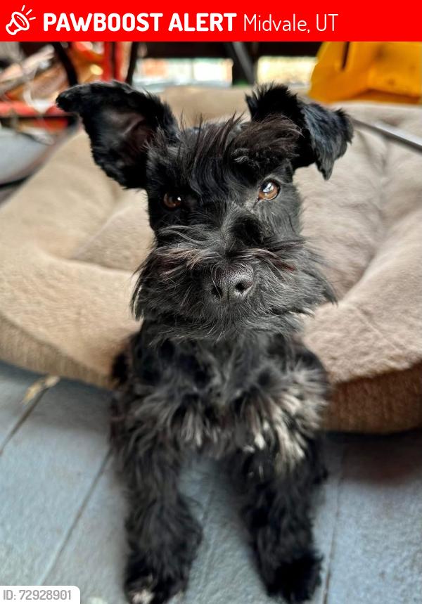 Lost Female Dog last seen State street 7500 south , Midvale, UT 84047