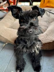 Lost Female Dog last seen State street 7500 south , Midvale, UT 84047