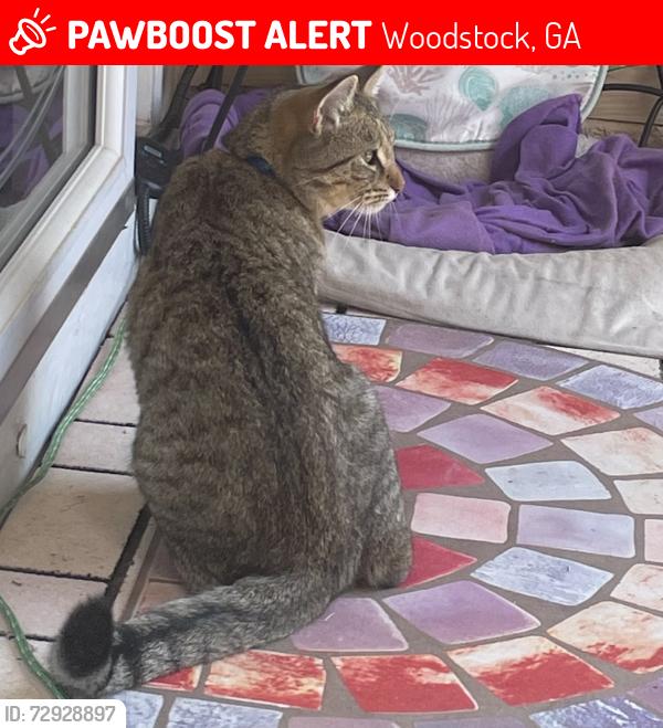 Lost Male Cat last seen Arbor View, Woodstock, GA 30188