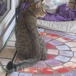 Lost Male Cat last seen Arbor View, Woodstock, GA 30188