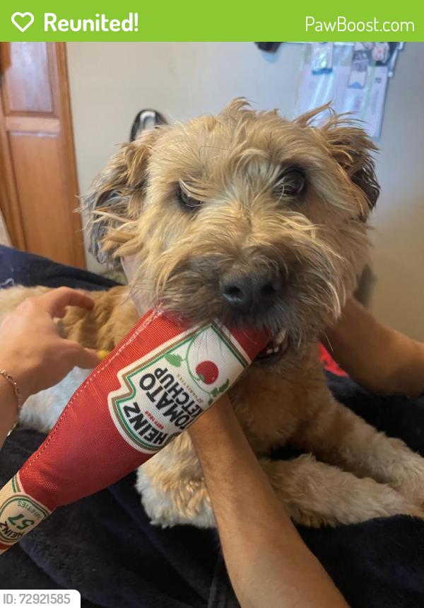 Reunited Female Dog last seen Near s kingshighway blvd, St. Louis, MO 63109