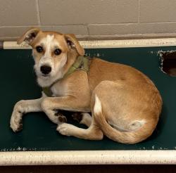 Shelter Stray Male Dog last seen Near Easy Street, San Diego, CA, 92105, San Diego, CA 92110