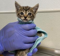 Shelter Stray Female Cat last seen Near Derby Street, San Diego, CA, 92114, San Diego, CA 92110