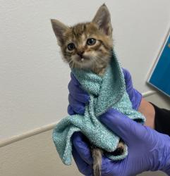 Shelter Stray Female Cat last seen Near Derby Street, San Diego, CA, 92114, San Diego, CA 92110