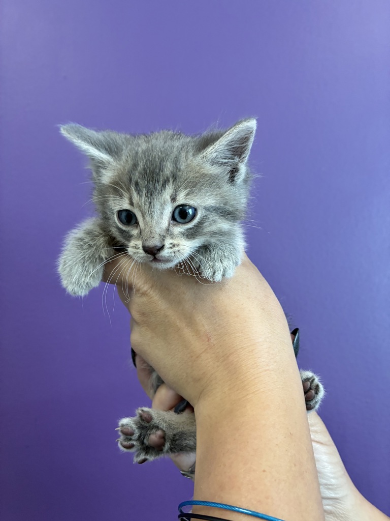 Shelter Stray Male Cat last seen Near E 200 S, SALT LAKE CITY, UT, 84102, 511 W 3900 S, Salt Lake City, UT 84123, USA