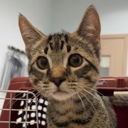Shelter Stray Male Cat last seen JFK Park, San Diego, CA, 92113, San Diego, CA 92110