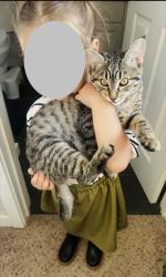 Lost Female Cat last seen 32nd St., Renton, WA 98056