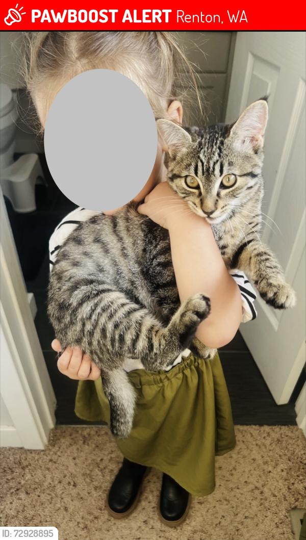 Lost Female Cat last seen 32nd St., Renton, WA 98056
