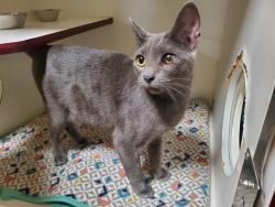 Shelter Stray Male Cat last seen Near Via Manos Street, Oceanside, CA, 92057, Oceanside, CA 92058