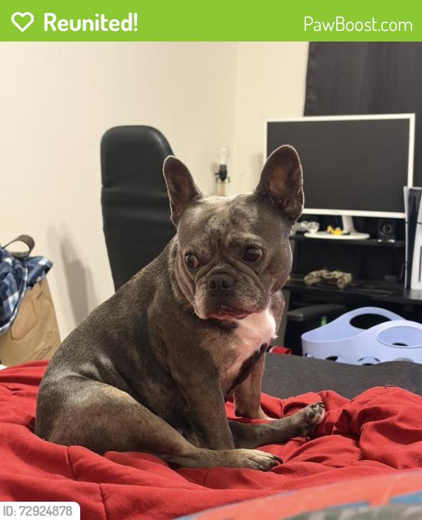 Reunited Female Dog last seen Near N Leslie St, Visalia, CA 93291, USA, Visalia, CA 93291